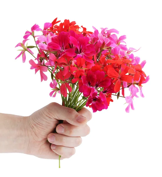 Strauß Der Rosafarbenen Geranien Der Hand — Stockfoto