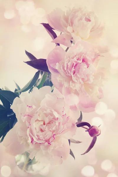 Pink Peonies Vase Old Photo Tinted — Stock Photo, Image