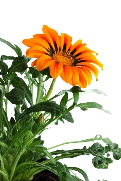 Slinutý Karbid Oranžová Květina Izolovaných Bílém Pozadí — Stock fotografie