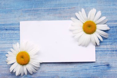 eski bir mavi panosuna beyaz papatya