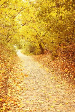 taş bloğu sonbahar park / alley