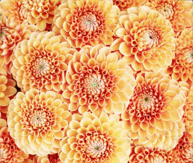 küçük dekoratif dahlias, yaz ekibany buket