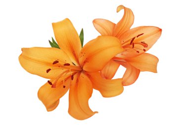 Turuncu lilyum beyaz arka planı izole