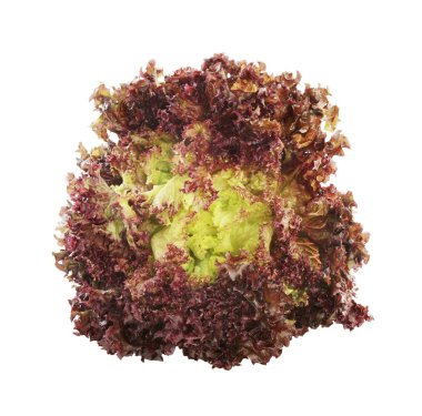 büyük ışın beyaz Menekşe marul