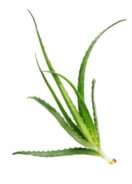 Beyaz arka plan üzerinde izole şifalı aloe tesisi