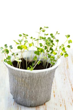 bir tencerede bir Beyaz lahana fideleri