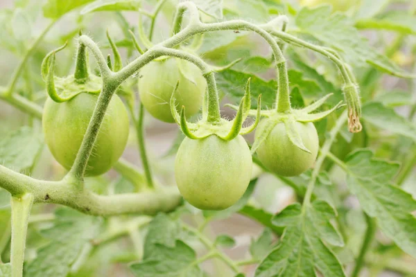 Branch Green Tomatoes Bed — Stock Photo, Image