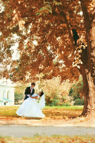 Novia Novio Bailando Bajo Gran Árbol — Foto de Stock