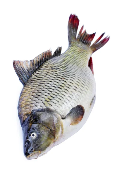 Büyük Tatlı Balığı Izole Üzerinde Beyaz Arka Plan Sazan — Stok fotoğraf