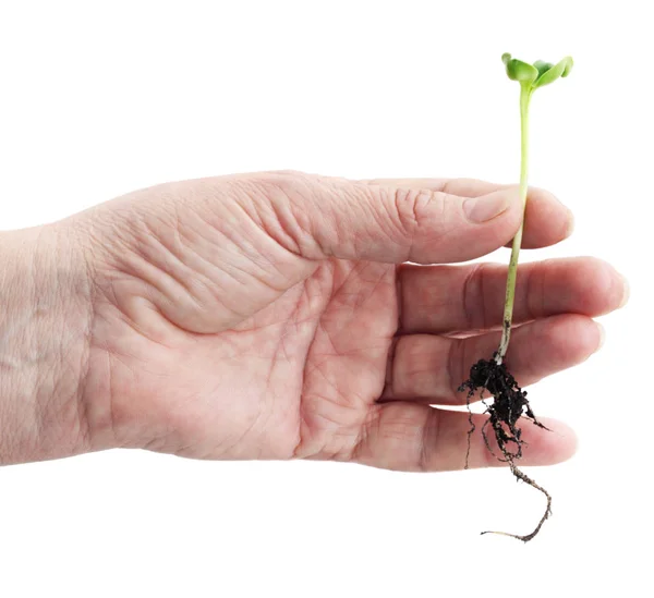 Mão Feminina Segura Planta Cultivada Sementes Branco — Fotografia de Stock