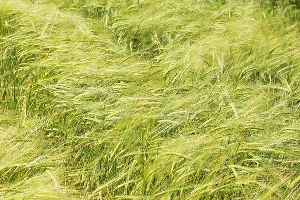 Young Green Wheat Plants Field — Stock Photo, Image