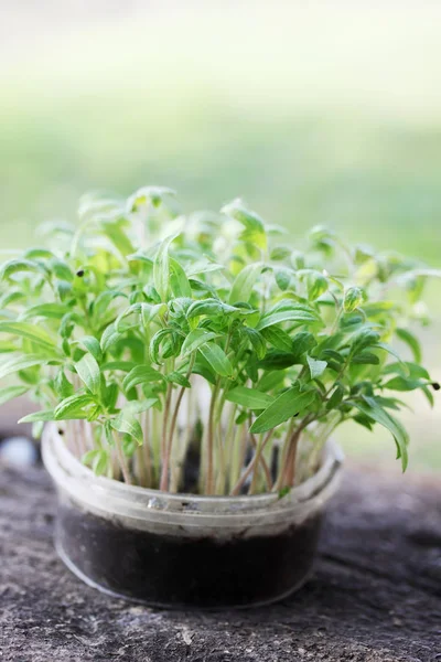 Kleine Tomatensetzlinge Einem Plastikbehälter — Stockfoto