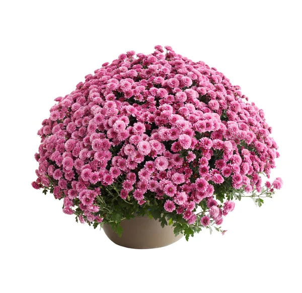 Chrysant Bush Cultivar Belgo Lila Geïsoleerd Wit — Stockfoto