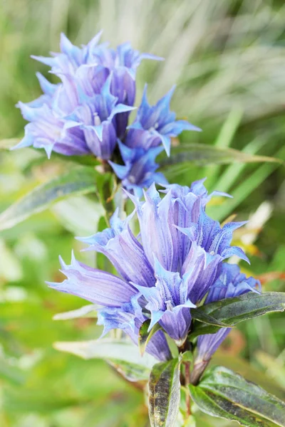 Campanula Glomerata Kwiaty Gór Karpat — Zdjęcie stockowe