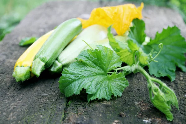 Still Life Zucchini Old Wooden Board — Stock Photo, Image