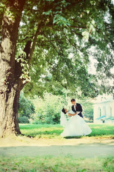 Novia Novio Bailando Bajo Gran Árbol — Foto de Stock