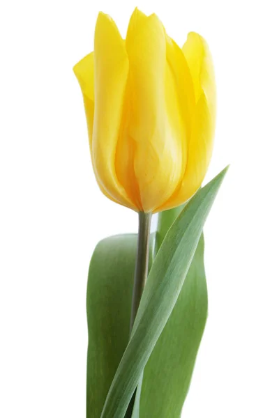 Gele Mooie Tulpen Geïsoleerd Witte Achtergrond — Stockfoto