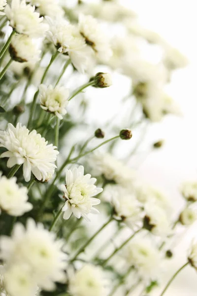 Beautiful Small Chrysanthemum Varieties Axima White Toned — Stock Photo, Image