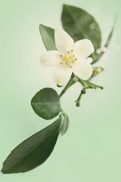 异国情调的日本天皇树九里香的花 — 图库照片