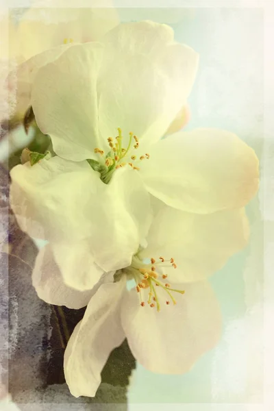 Branch Apple Tree White Flowers Old Photo — Stock Photo, Image