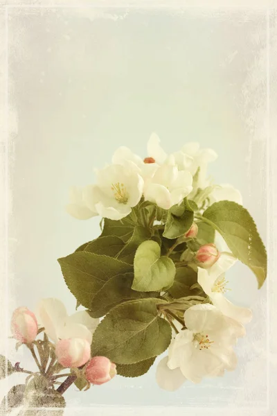 Beslissingsstructuur Van Apple Met Witte Bloemen Oude Foto — Stockfoto