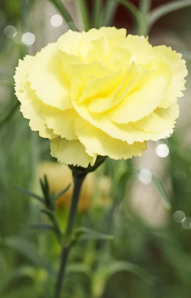 Bonito Pequeno Cravo Amarelo Jardim — Fotografia de Stock