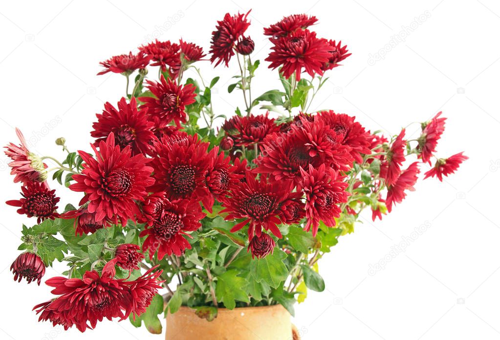 Bouquet red chrysanthemums against the white background