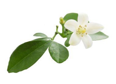 Japon İmparatoru egzotik ağaç murraya beyaz çiçek