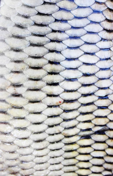 Schuppen Flusskarpfen Abstrakter Hintergrund Nahaufnahme — Stockfoto