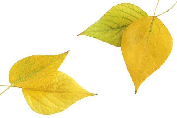 秋季叶面肥的阿斯彭白色背景 — 图库照片