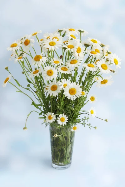 Strauß Großer Weißer Gänseblümchen Auf Blauem Hintergrund — Stockfoto