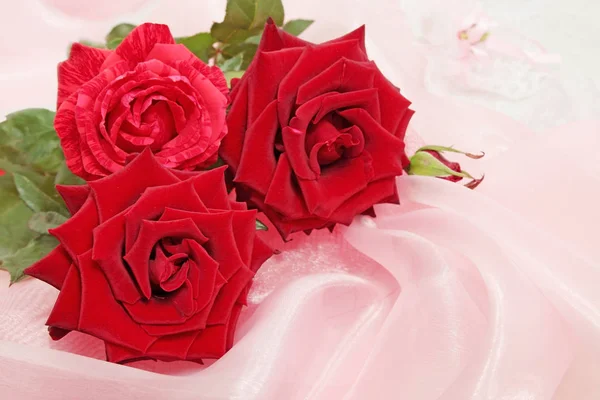 ピンクのシルクの つの赤いバラ — ストック写真