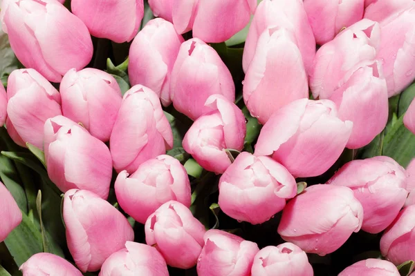 Primer Plano Tulipanes Rosados Estrechamente Agrupados Fondo —  Fotos de Stock