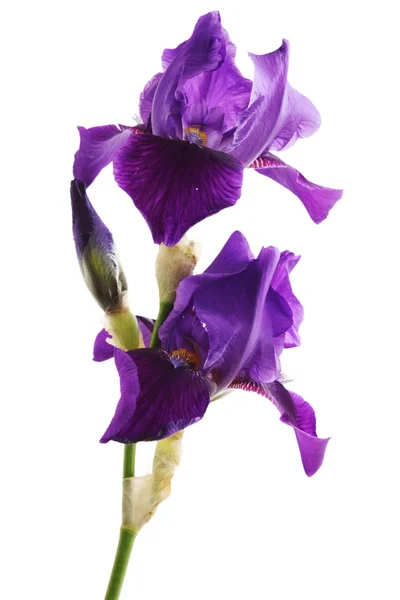 Iris Violet Fleur Isolée Sur Fond Blanc — Photo