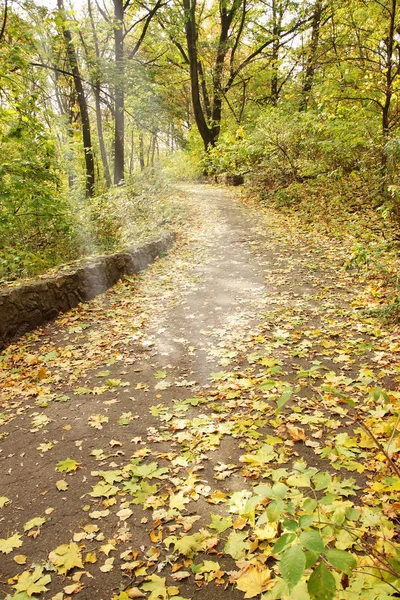 Autumn Avenue Maples Flooded Sunlight — Stock Photo, Image