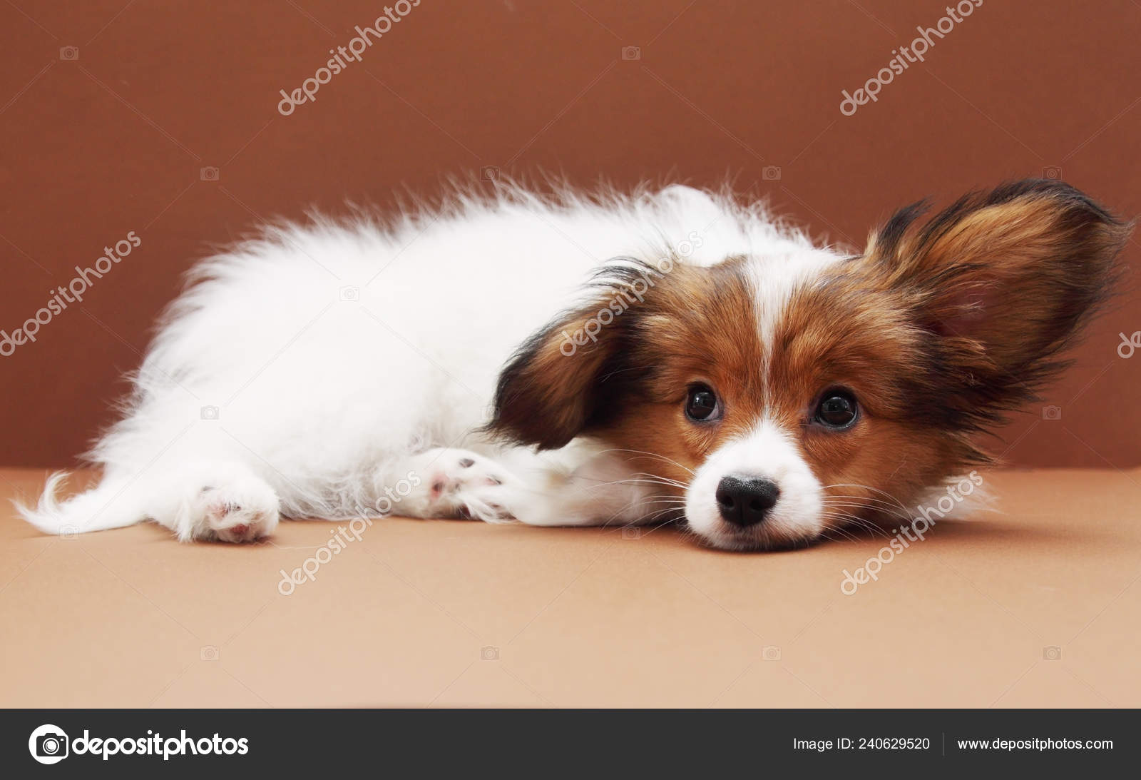 Little Puppy Dog Breed Papillon Brown Background Stock Photo C Mallivan 240629520