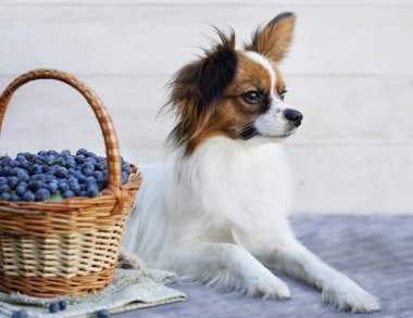 köpek doğurmak Papillon bir sepet Prunus spinosa ile oturuyor.