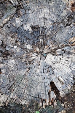 Eski ıslak stump, rustik arka plan