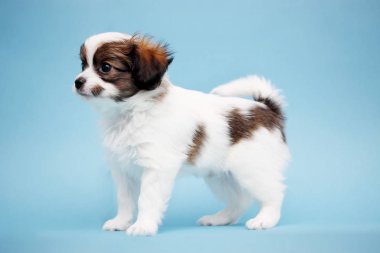Küçük köpek yavrusu Papillon mavi bir arka plan üzerinde