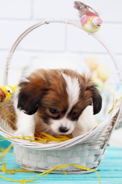 Paskalya natürmort, Papillon köpek yavrusu bir sepet içinde