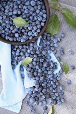 Meyve bir kase Prunus spinosa şifa sıkıştırıcı