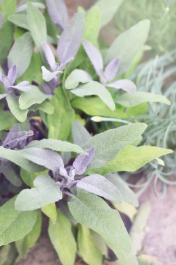 bahçede genç bush adaçayı uyuşturucu