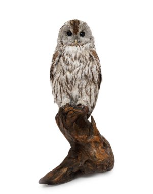 Beyaz arka plan üzerinde izole dal, doldurulmuş baykuş