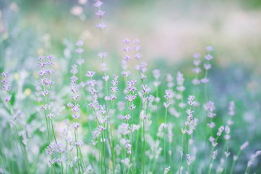 Çiçek açan lavanta yeşil bir arka plan üzerinde. renkli