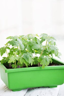 Genç yeşil domates fidesi yeşil kap içinde