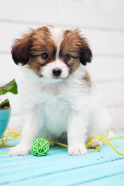 Küçük köpek yavrusu Papillon bir top oynuyor