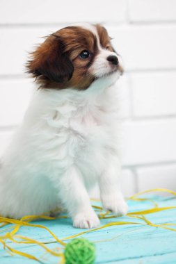 Küçük köpek yavrusu Papillon bir top oynuyor