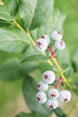 Yeşil meyveler yaban mersini Kanada uzun boylu, yakın çekim