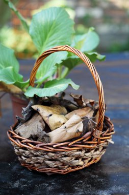 Moğol tonlama ve anti-stres çay Bergenia