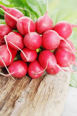 Demet taze turp ekolojik, bahçedeki